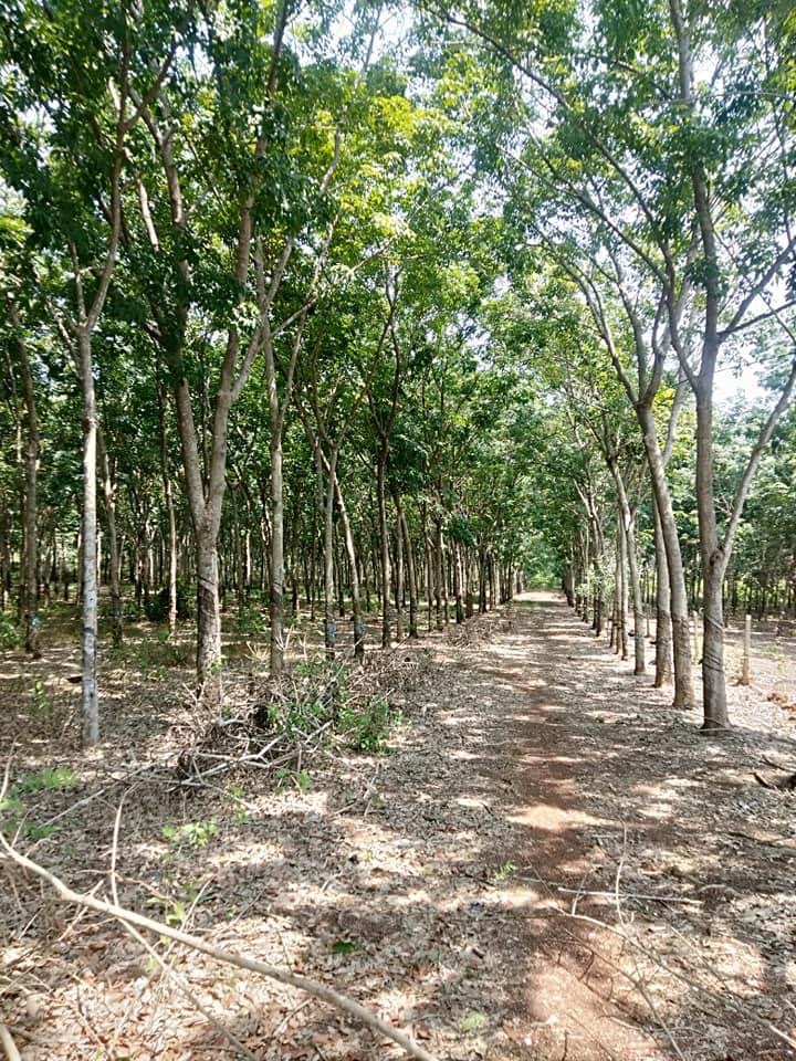 Bán 7hec cao su thích hợp trong trái cây đất phù sa cách ql 100m cách tượng đài Thuận Phú 12 cây
