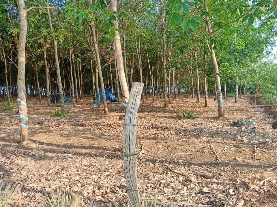 Bán 2,4mẫu cao su cách nhựa liên xã 100m đất thuộc Lộc Khánh giá 2ti6