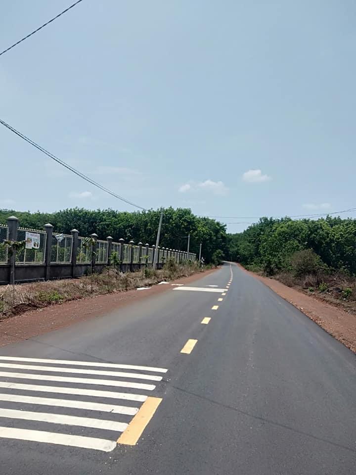 Bán 7hec cao su thích hợp trong trái cây đất phù sa cách ql 100m cách tượng đài Thuận Phú 12 cây