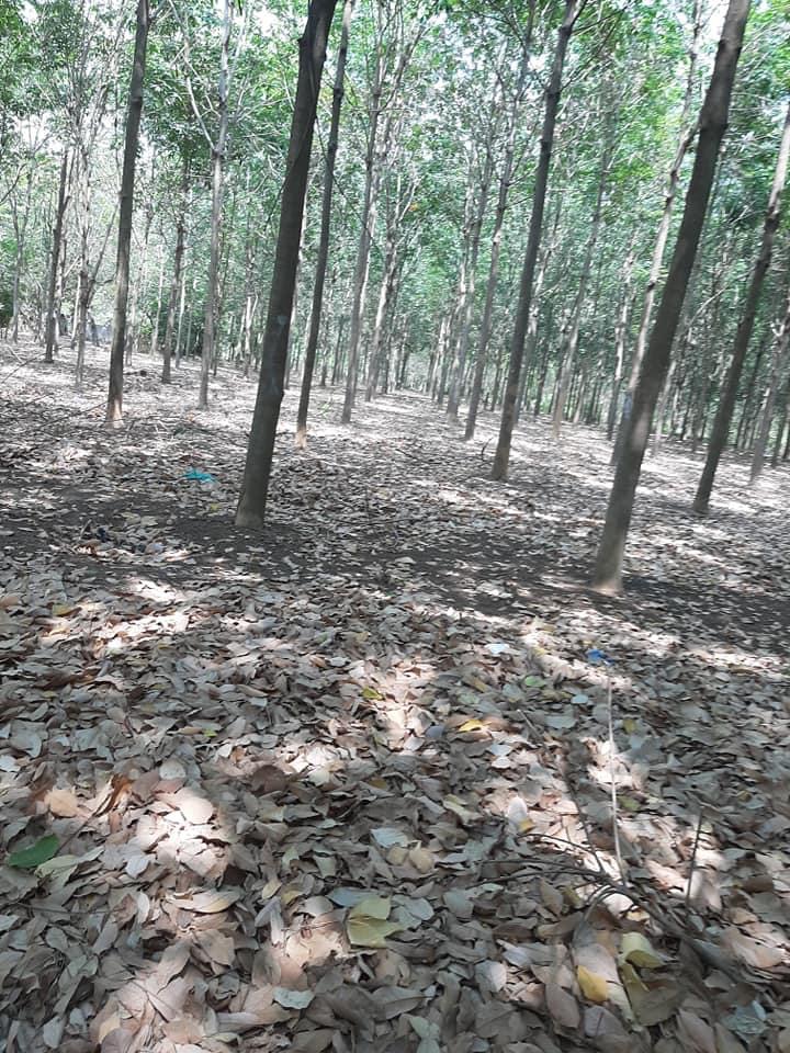 Bán 4,3ha cao su 7nam chưa cạo 2mt bao quanh tặng kèm nhà c4 cách ql13 2km