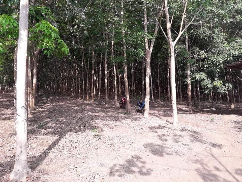 Bán 14hec cao su và điều điện nước đầy đủ thích hợp làm trại chăn nuôi bằng phẳng