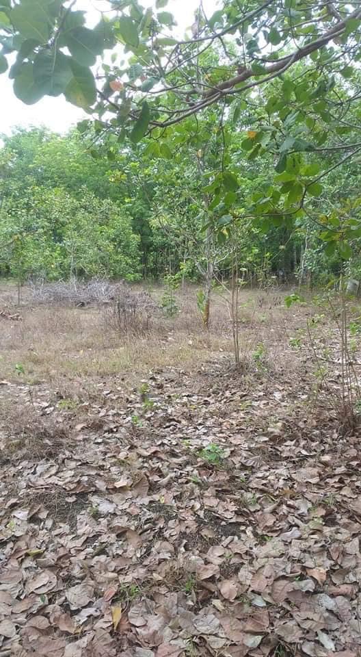 Bán 300m2 điều, cao su,.. có 100tc đất tại Thanh Lương