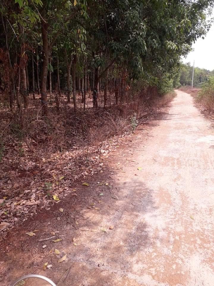 2,7ha đất đỏ cao su…và tiêu 2mt…mt bê tông 230m,mt đuong đât hllg 9m dài hơn 100m đương liên xã thông tứ phía đối diện la đât của c.ty gỗ chuẩn bị xây…