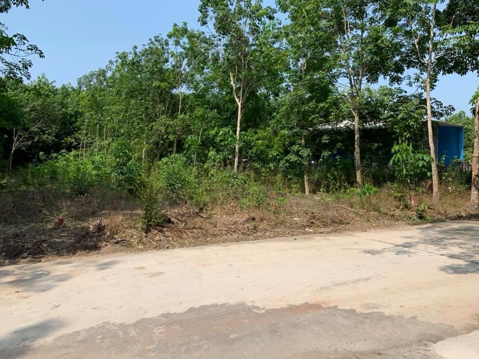 Bán đất Thanh Phú – bình Long  Cách ngã 5 đoàn thị điểm 300m, giá 780tr dt 10×5
