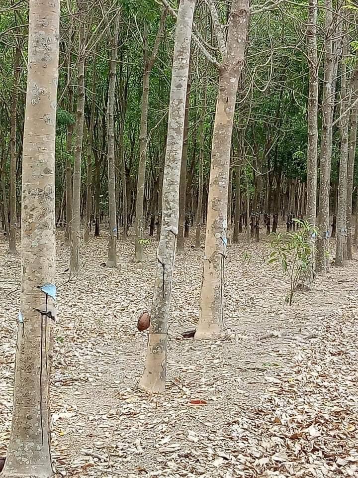 Bán 1,8 đất cao su, bằng phẳng,…