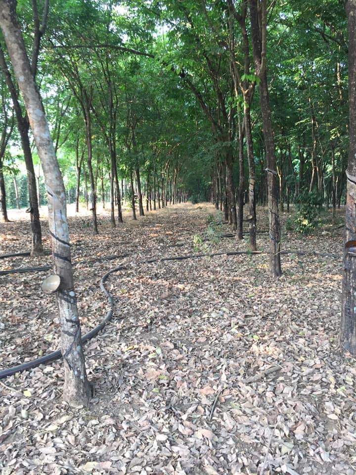 Bán 2,5 mẫu cao su 5năm đất đẹp bằng phẳng như sân bóng cách đường nhựa 1km hơn 50m mt