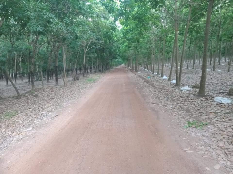 Bán cao su an phú 6,5ha giá 850tr/ha