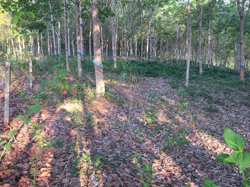 Bán 2,6ha cao su có 160m mt đường đất cách xã thanh an 2km giá 650/ha