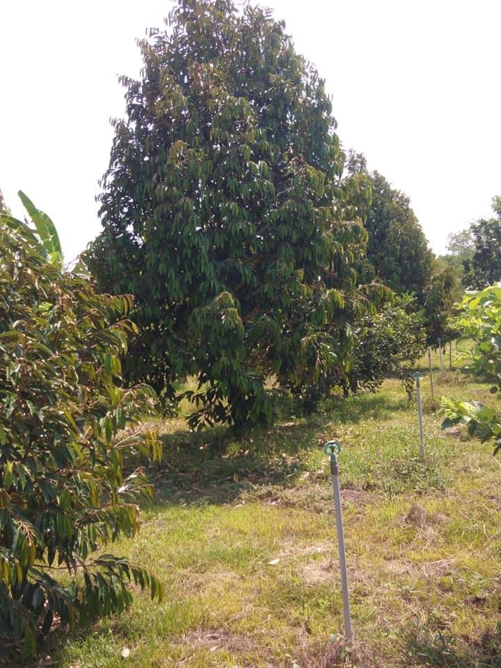 Bán vườn sầu riêng dt 3,3ha trồng xen bưởi da xanh xã tân hưng