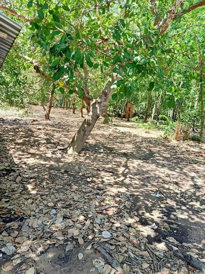 Bán 1,1ha đất có cao su tiêu điều và nhà cấp 4 xã an phú giá 700tr