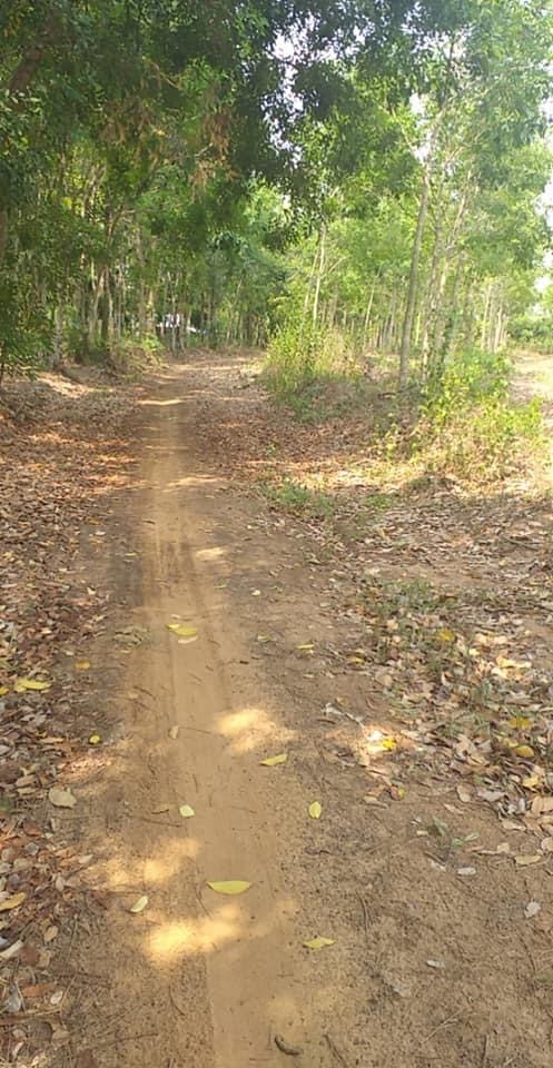 Bán 1,3ha cao su lộc thành giá 1 tỉ