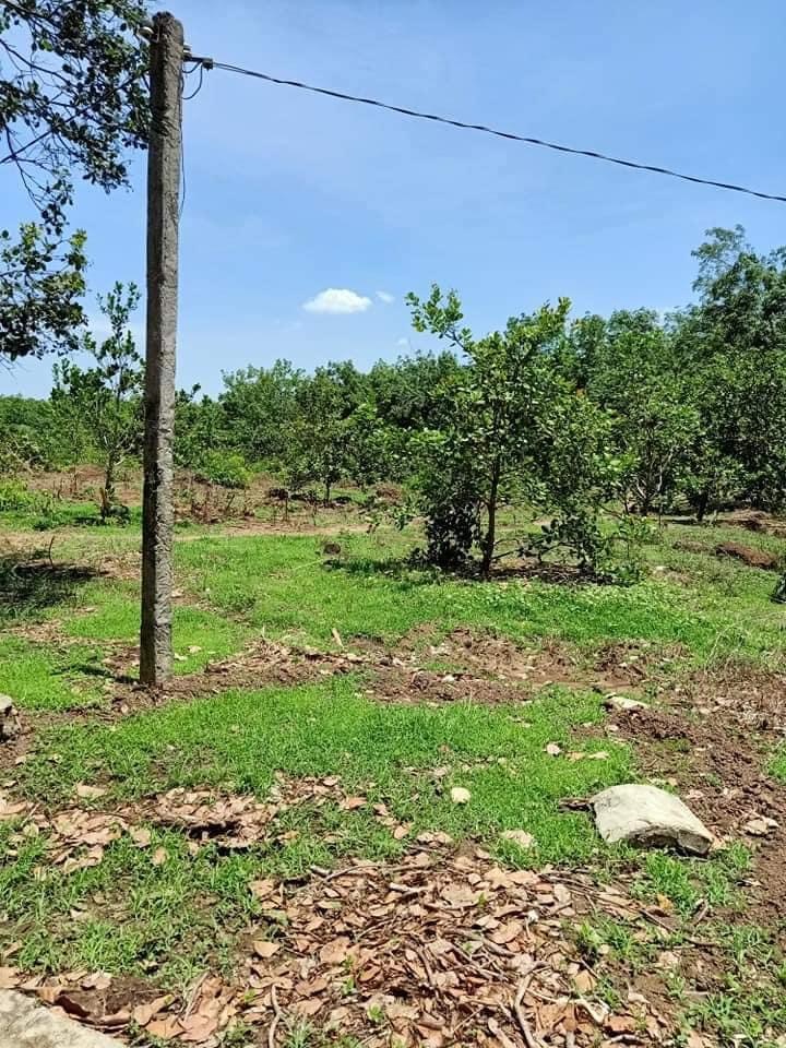 Bán 1,1ha đất có cao su tiêu điều và nhà cấp 4 xã an phú giá 700tr