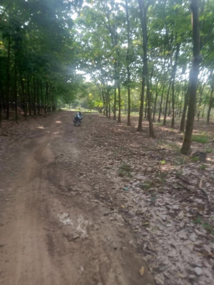 Bán cao su tân hưng dt 15ha giá 730tr/ha
