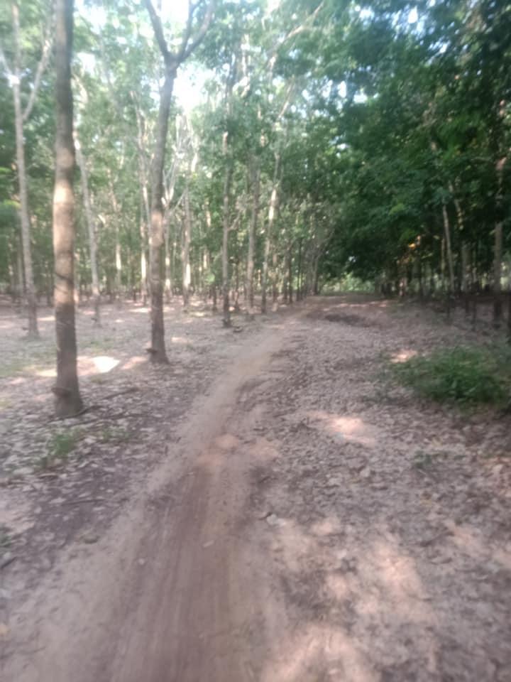 Bán cao su tân hưng dt 15ha giá 730tr/ha