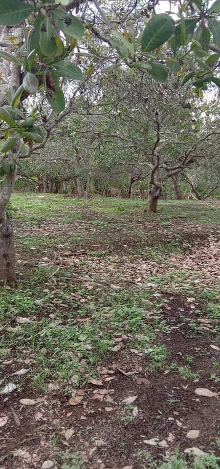 Bán 1,7ha điều ấp 8 an khương giá 1ti50tr