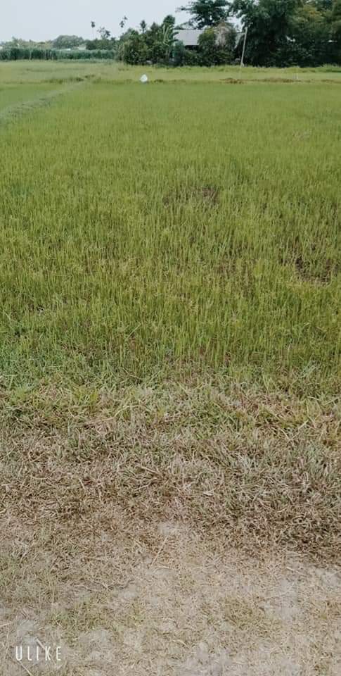 Chủ gởi bán đất ấp Hậu Hòa, Đức Hòa Thượng, Đức Hòa.
