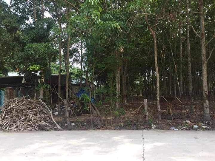 Bán đất ấp 4 minh hưng giá 1tỷ200 dt 10×50
