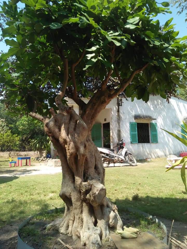 bán đất ấp 5, xã Minh thành, chơn thành. dt 5×51. giá 720tr