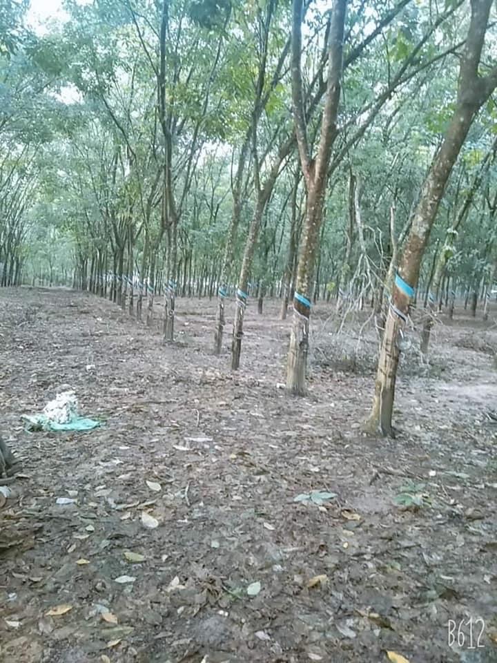 3ha cao su tân khai giá 6,6 tỉ