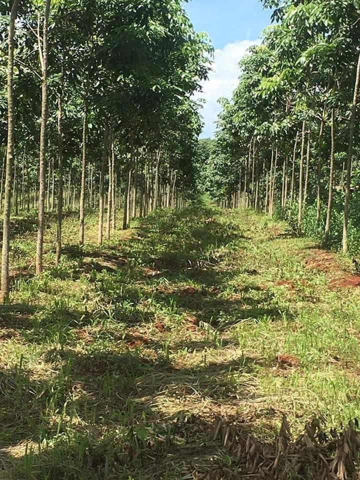 Bán 10ha đất đỏ bazan Lộc ninh giá 11,5ty