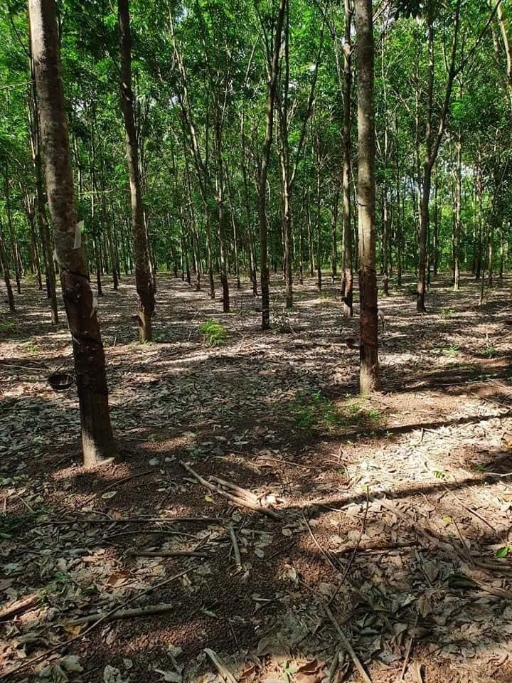 5ha3 cao su hớn quản an phú giá 700tr/ha