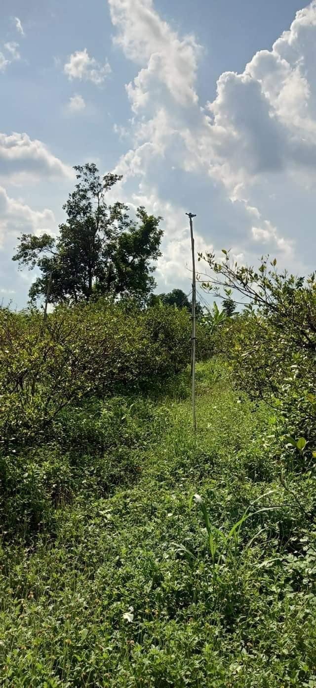 Bán vườn trái cây ăn trái dt 1hec6 cách chợ Lộc Quang 800m giá 870tr