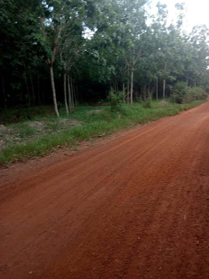 11ha cao su đông nơ giá 850tr/ha