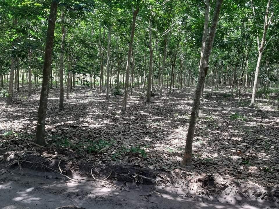 Bán 1,7ha cao su đồng tân đồng nơ có sẵn nhà giá 3 tỉ