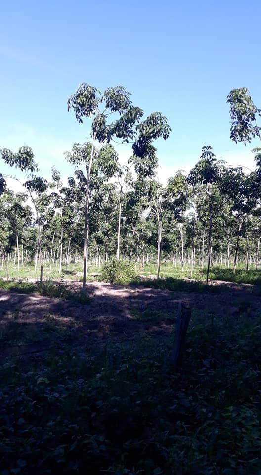 9,6ha cao su an phú giá 6,2ti