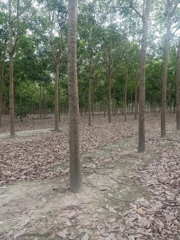 12ha cao su minh thành 7năm chưa cạo 300m mặt tiền.giá:2tỷ/ha