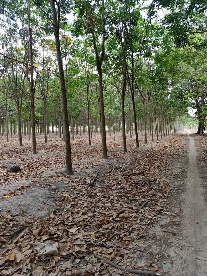 Bán đất Minh Hưng giá 6tr5 dt 78×273