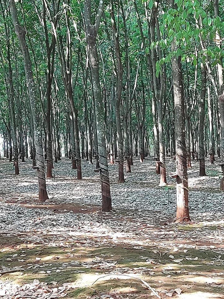 Bán hơn 8 xào cao su hưng chiến giá 240tr/ xào