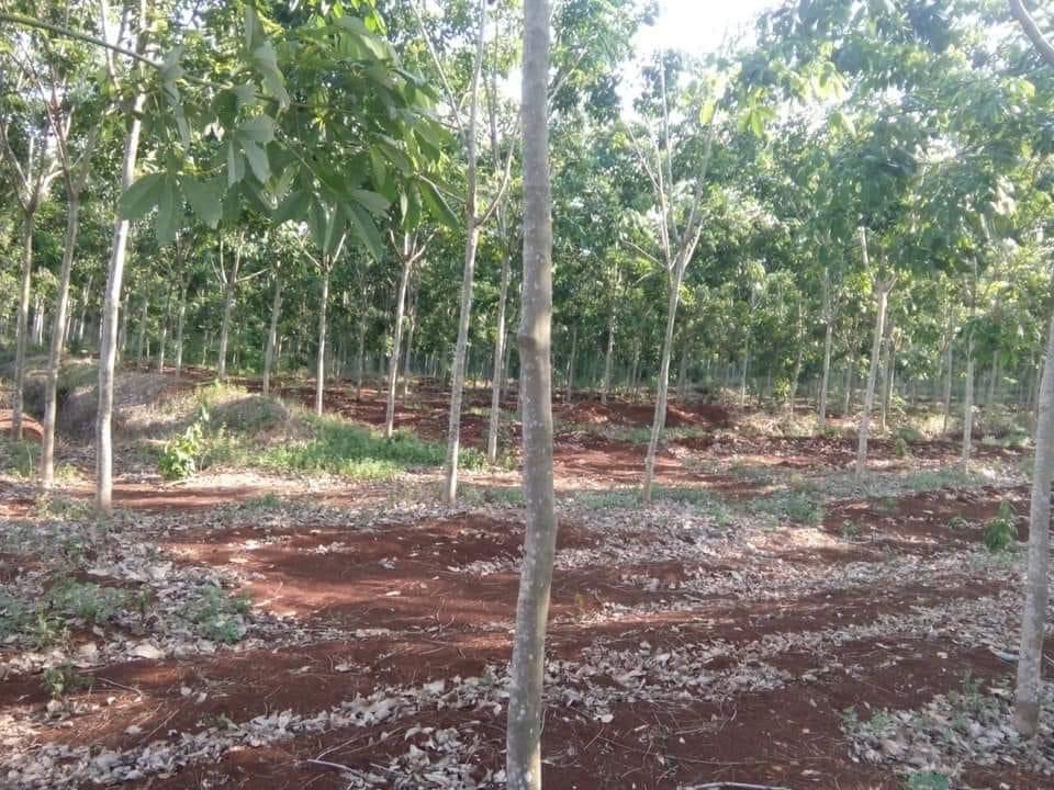 10ha cao su tân lợi giá 8ti