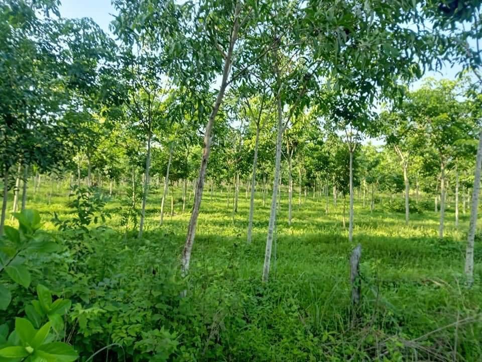 Bán 3,6. Xào cao su có 60m mt bê tông minh đức giá 450tr