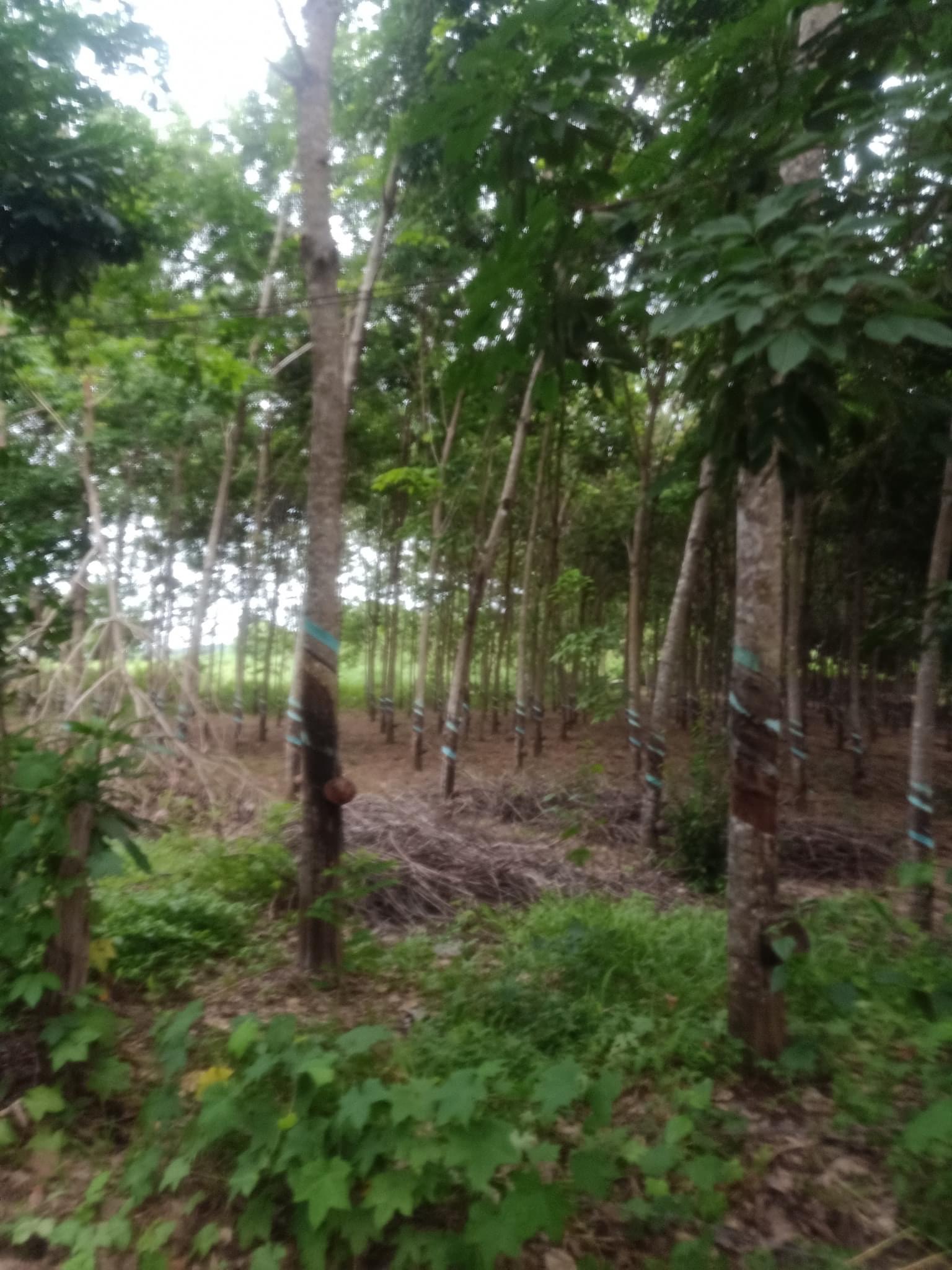 Bán lô đất ngay đập am khương sẵn cao su hơn 40m mt đường