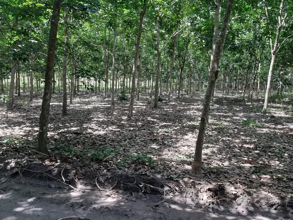 Cần bán 4,6ha cao su cách uỷ ban xã 1,5km đường nhựa lớn giá chỉ 1ti/ha