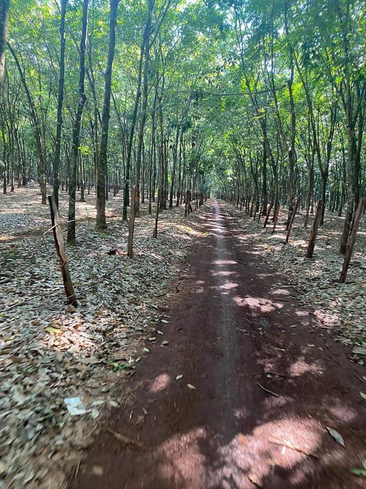 10ha cao su 3mt đường giá 1,5ti/ha