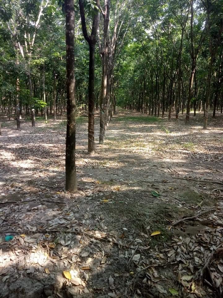 Bán 16ha cao su thanh an giá 800tr/ha