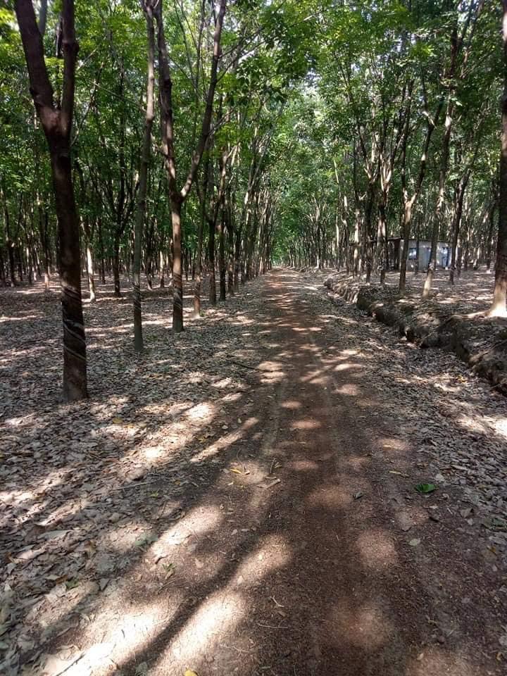 Bán 16ha cao su thanh an giá 800tr/ha