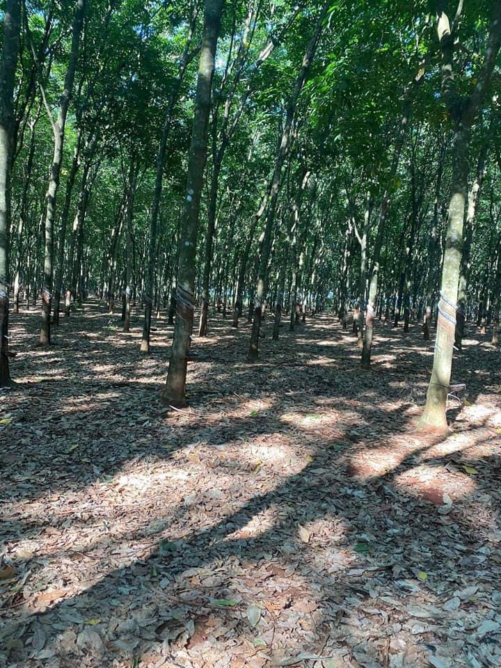 10ha cao su 3mt đường giá 1,5ti/ha