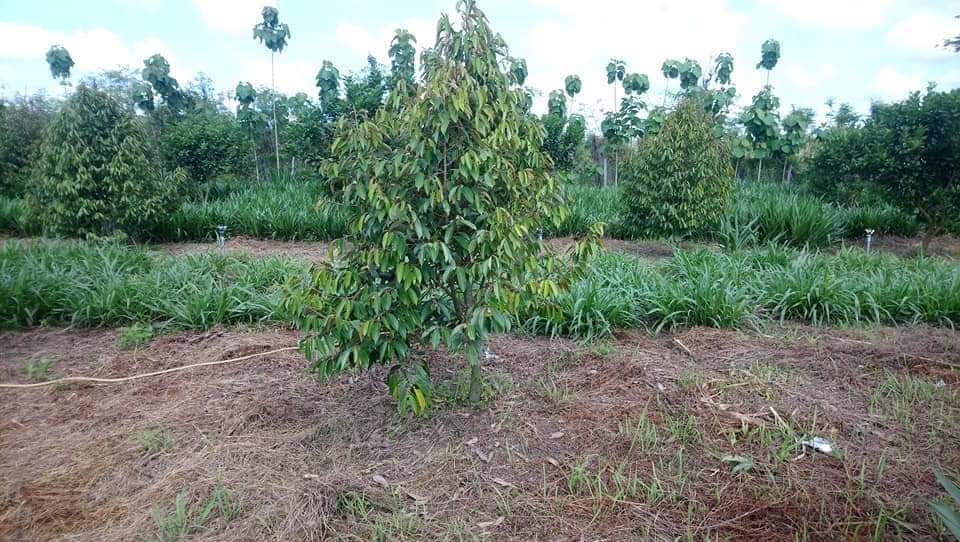 Đất gần ngã 3 trung tâm, đông người ở, đường chuẩn bị lên nhựa. Trên đất trồng sầu riêng, bởi da xanh, có nhà cửa, điện nước tưới đầy đủ.