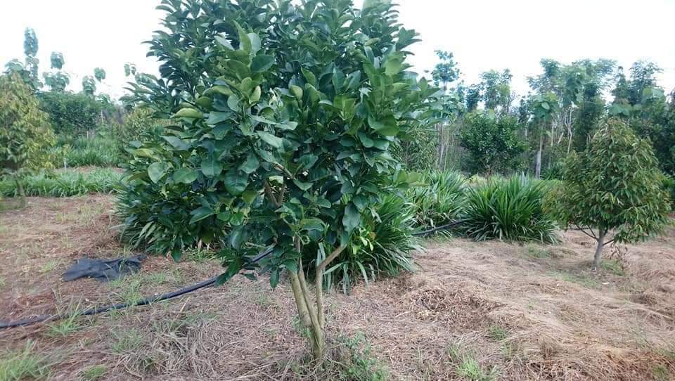 Đất gần ngã 3 trung tâm, đông người ở, đường chuẩn bị lên nhựa. Trên đất trồng sầu riêng, bởi da xanh, có nhà cửa, điện nước tưới đầy đủ.