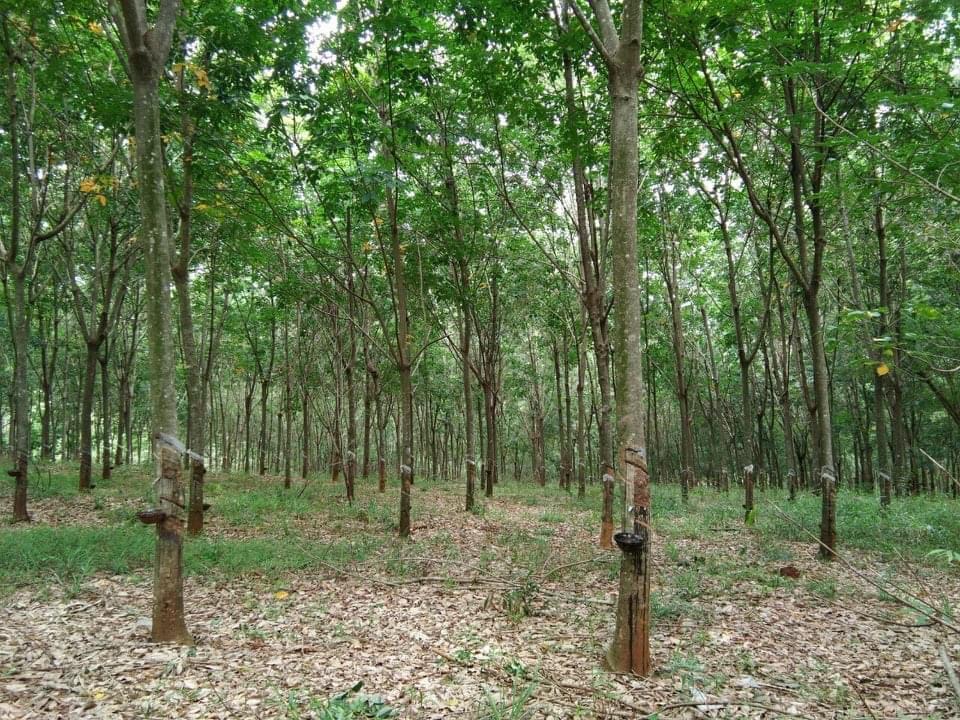 2,6ha cao su bù đăng giá 1,4 tỉ