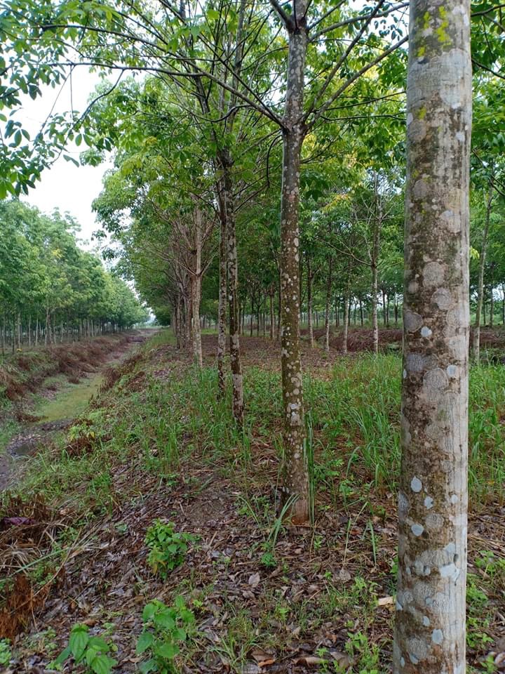 4,5ha cai su bù đốp giá 450tr/ha