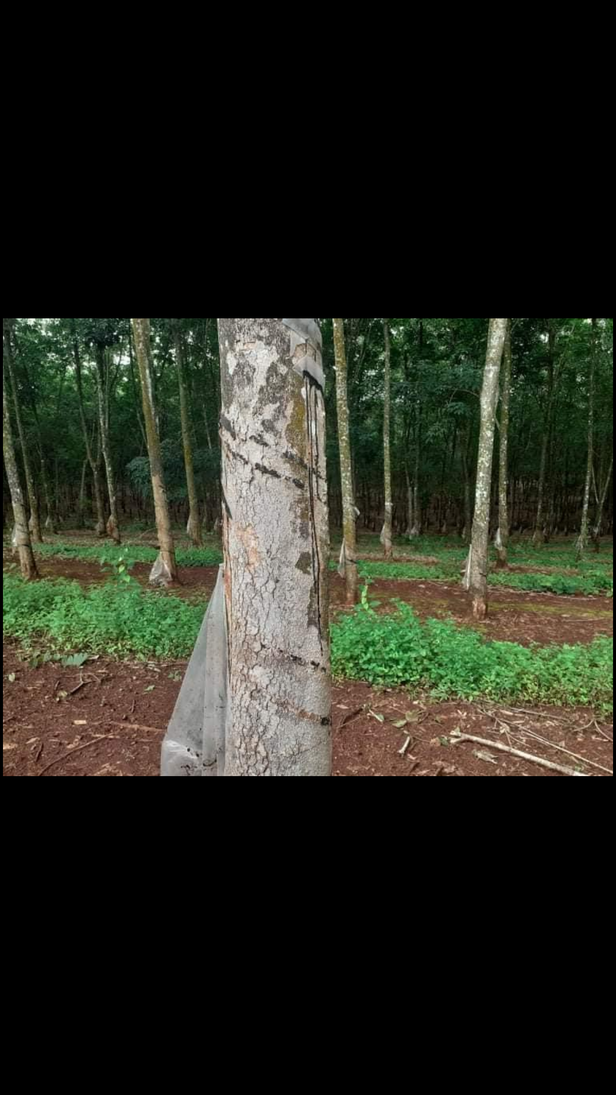 Bán đất Phước An giá 1ty3 dt 25×21
