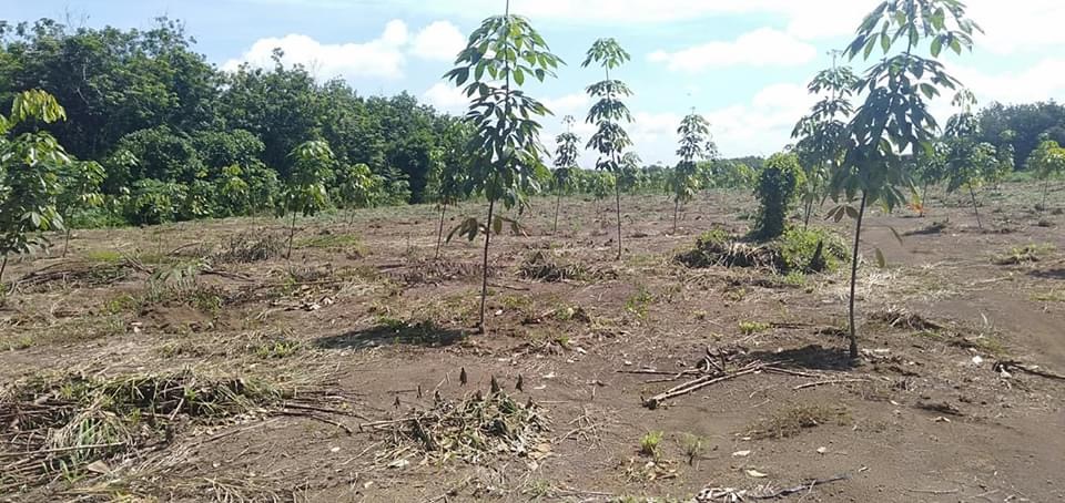 1,7ha cao su trồng 2 năm giá 1,2ti
