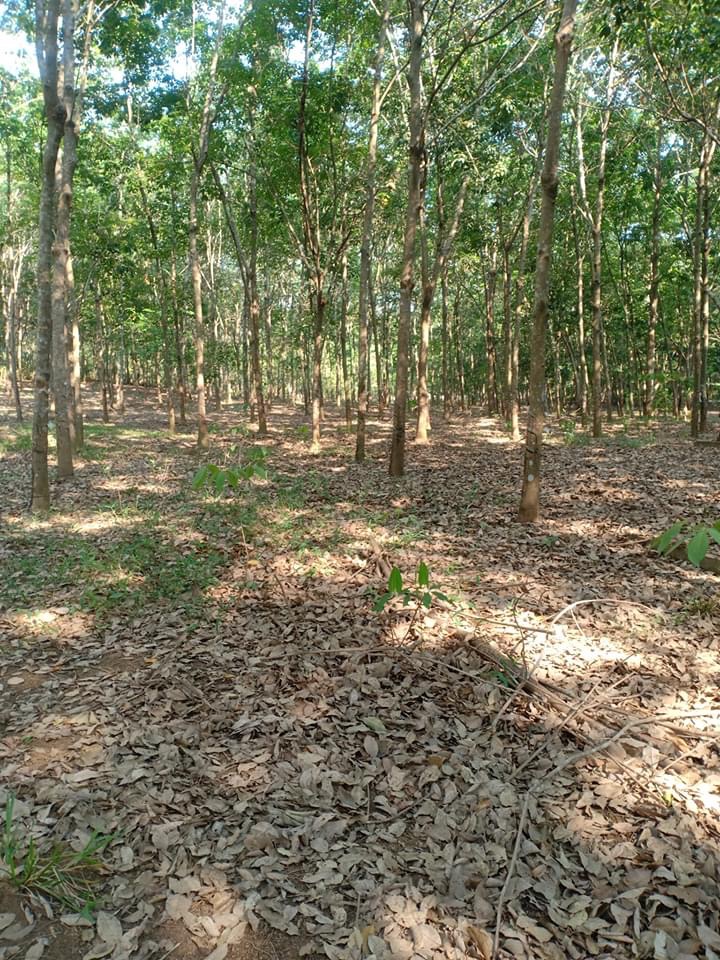 Xã Đa kia hơn 2heta điều và cao su 2ha giá 1,3 tỉ