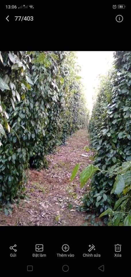 Thiện Hưng bù đốp 1600 nọc tiêu có 60m đườn nhựa giá 900tr