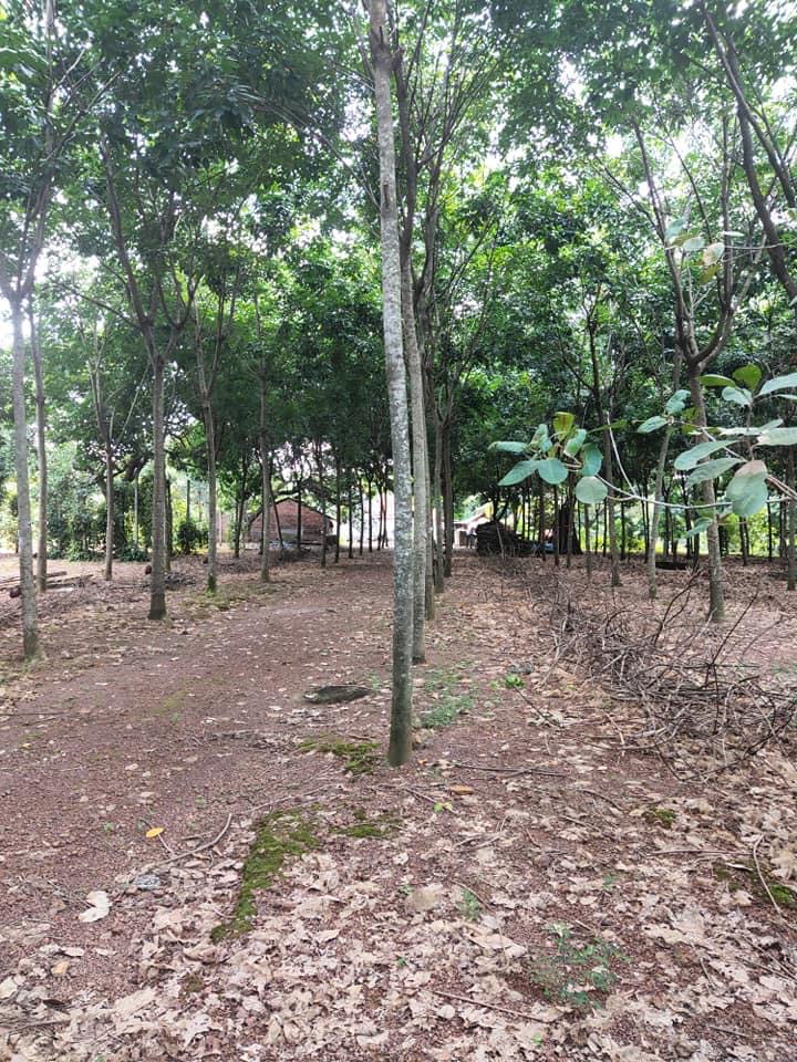 2,3ha đất 100tc có nhà sẵn  bù đốp