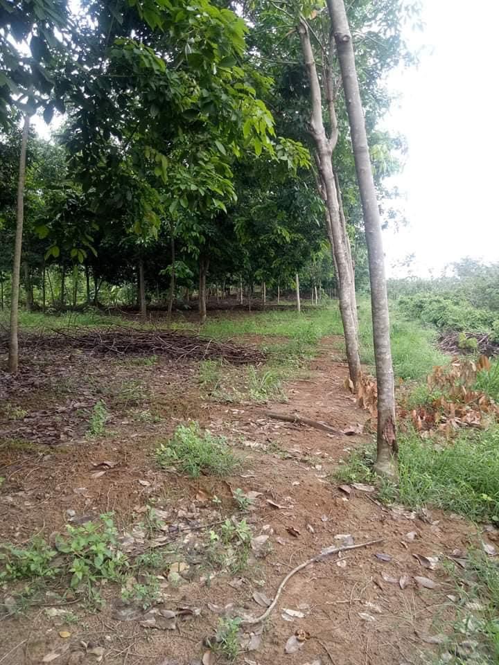 4,5 xào cao su lộc hiệp